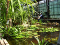 /album/krakow-ogrod-botaniczny-2012-r/100-1393-jpg/